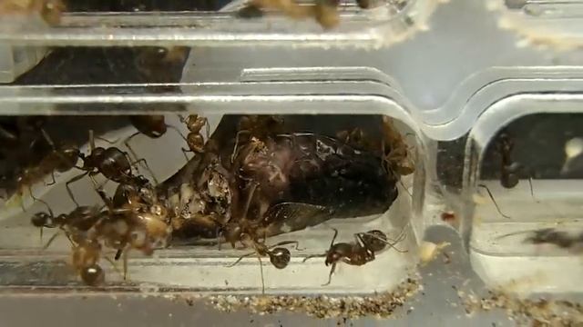 Муравьи ловят и поедают кормового сверчка смотреть онлайн
