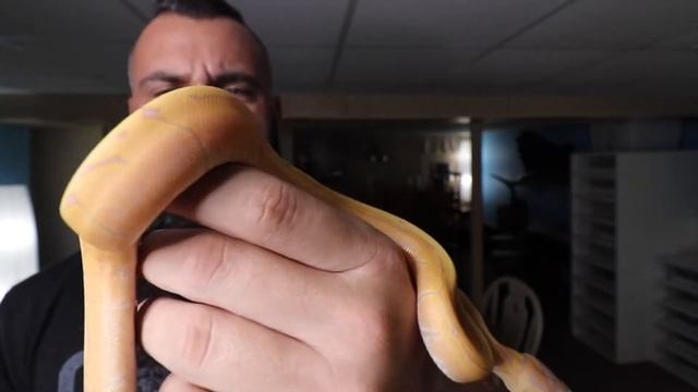 8 Fascinating Banana Ball Python Facts смотреть онлайн