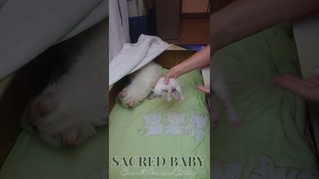 Sacred Baby*RU Котята породы Священная Бирма. Помет D1 Дата рождения17.10.2022 смотреть онлайн