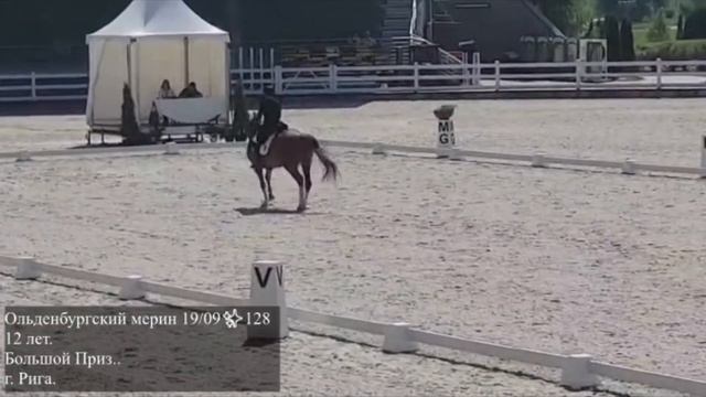 Ольденбургский мерин 19/09✨128 смотреть онлайн