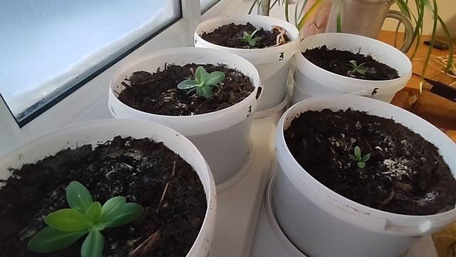 продолжаем выращивать эустому 💐, алоэ