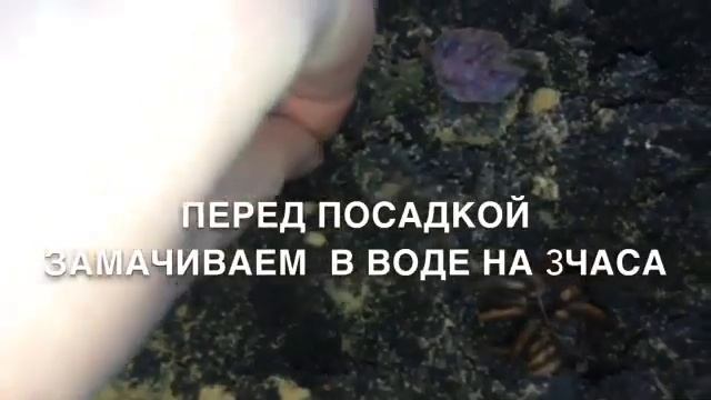 Посадка ранункулюса дома ( Азиатский лютик) смотреть онлайн