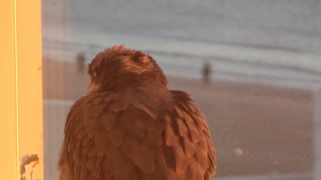 Бильгях отель Джумейра утром часть 3 смотреть онлайн