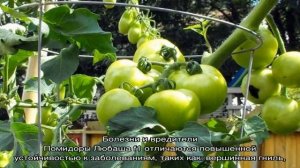 Один из лучших скороспелых и неприхотливых сортов — томат «Любаша f1»: урожайность и характеристики