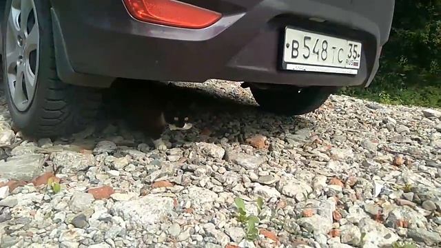 Привязалась кошка на даче смотреть онлайн