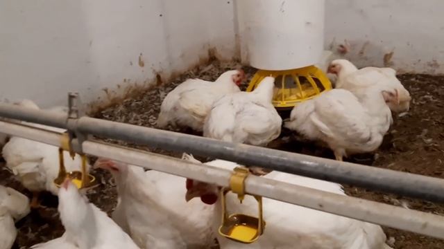 //Кормление Бройлера Коб 500по сезону//Остатки Бройлера на 53 день тушка 3 кг домашний корм рулит// смотреть онлайн