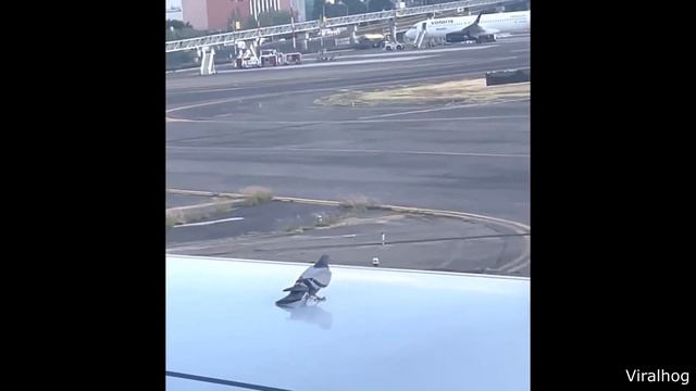 Chiropractor Cracks Dog's Neck смотреть онлайн