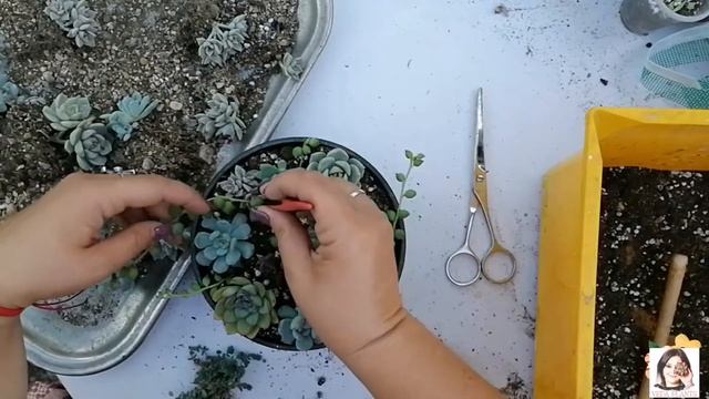 Мини - садик из Суккулентов своими руками. Композиция из Суккулентов за 15 минут. смотреть онлайн