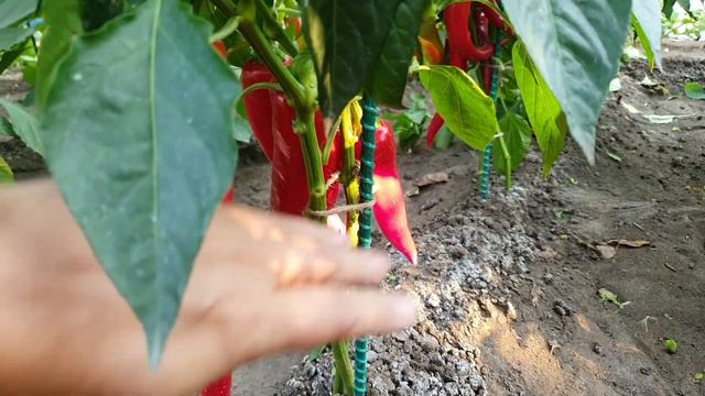 Сажаю и буду сажать эти перцы всегда. Лучшие сорта сладкого перца 2022 Иван да Марья смотреть онлайн