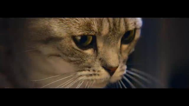 WHISKAS® Лампа смотреть онлайн
