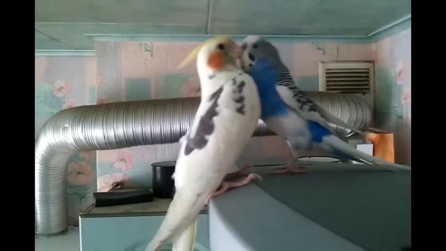 Волнистый попугайчик и корелла. смотреть онлайн