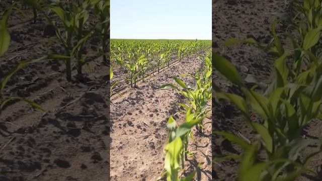 Классические гербициды на кукурузе: Гардо Голд и Люмакс. Коротко о химпрополке. смотреть онлайн