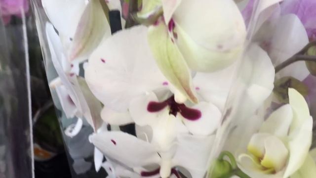 Завоз орхидей в Оби 25 марта 2020 г. Биг Липы, Виолет Квин, Ферара, Albufeira.... есть уценка.. смотреть онлайн