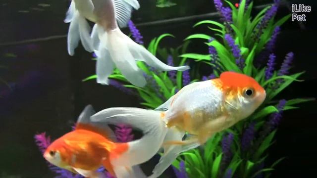 Золотые рыбки Ч 1 АкваЛого на ilikePet смотреть онлайн