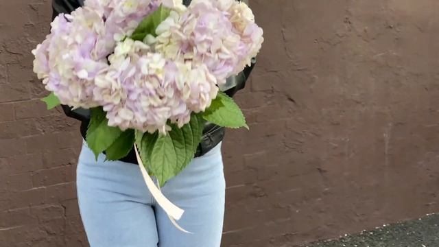 Гортензия сиреневая смотреть онлайн