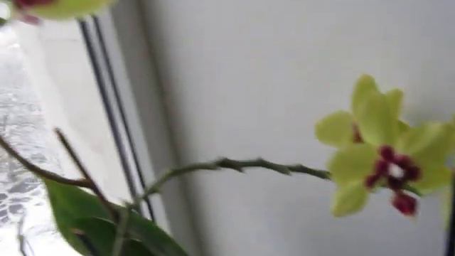 орхидеи 07012020 смотреть онлайн