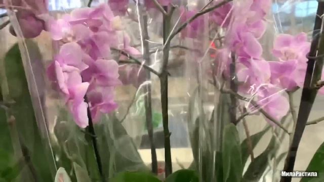 Неожиданная приятность! Новый привоз ОРХИДЕЙ в Леруа Мерлен на пр. Культуры по 477 р. смотреть онлайн