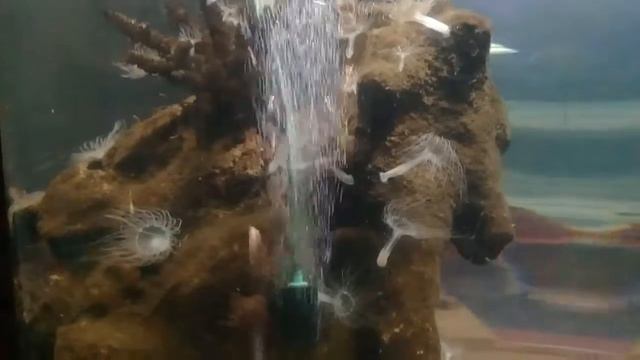 Океанариум Морская Звезда , Лазаревское смотреть онлайн