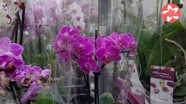 Флорэвиль обзор орхидей 21.11.21 Ура есть Парфюмерная фабрика смотреть онлайн