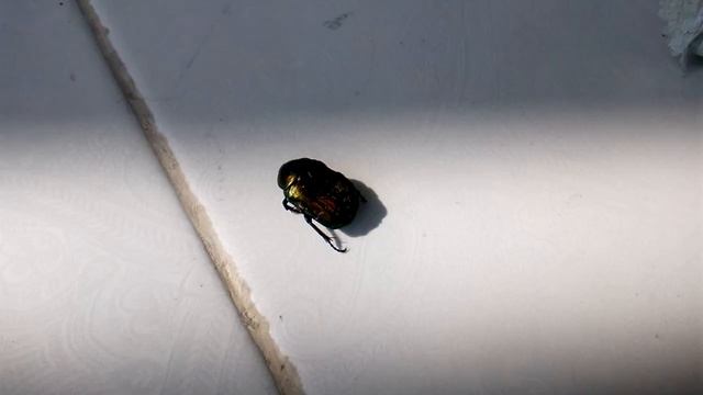Cetonia Aurata смотреть онлайн