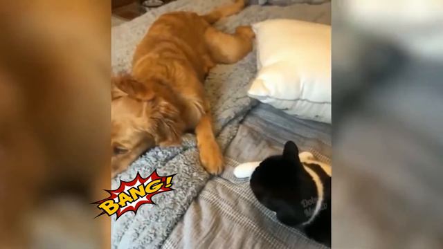 СМЕШНЫЕ ЖИВОТНЫЕ ЗА 2021 / ТЕСТ НА ПСИХИКУ / КОШКИ 2021 ЛУЧШИЕ ПРИКОЛЫ смотреть онлайн