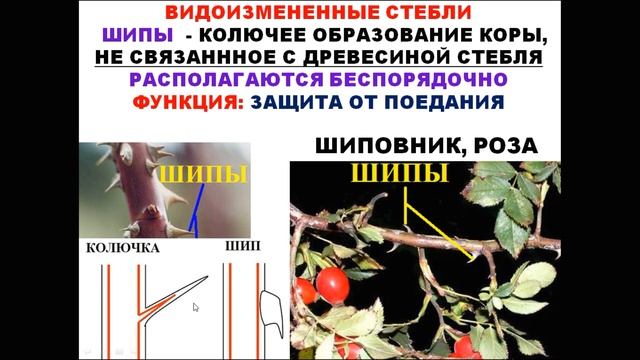 ВИДОИЗМЕНЕННЫЕ ОРГАНЫ, ГОМОЛОГИЯ И АНАЛОГИЯ ОРГАНОВ РАСТЕНИЙ смотреть онлайн