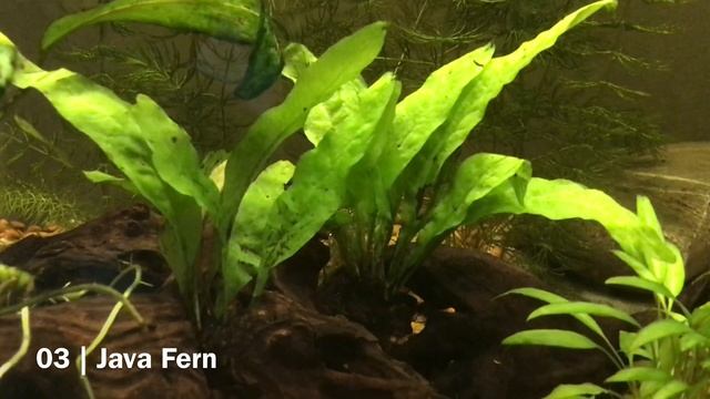 Top 5 Aquarium Plants for Goldfish (That They Won't Destroy) смотреть онлайн
