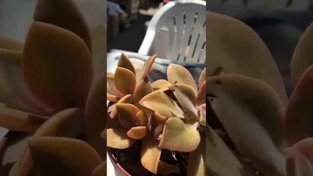 Afterglow Echeveria смотреть онлайн