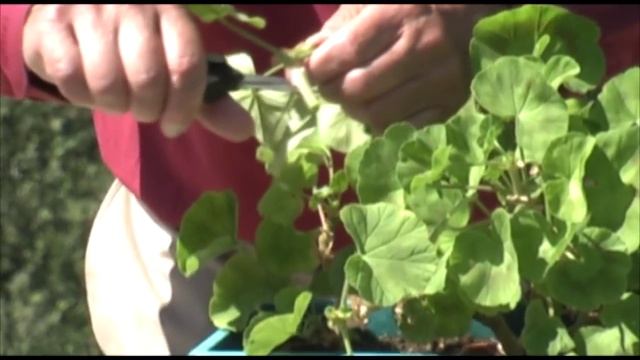 Breeding Geraniums with Mel Bartholomew смотреть онлайн