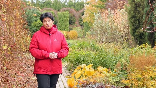 Репортаж из миксбордера 6. Октябрь. Подготовка к зиме смотреть онлайн