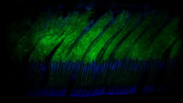 Микро-Макро Мир