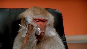 Обезьяна разговаривает по телефону — ОТКУДА МЕМ ?