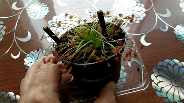 Распаковка. Drosera 