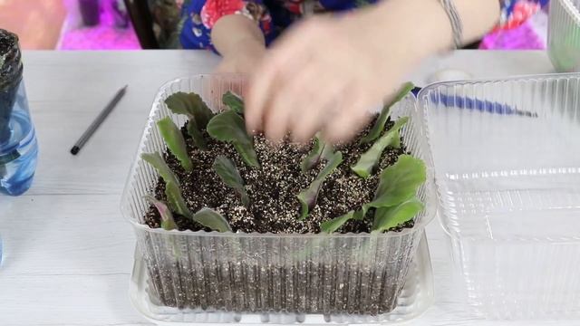 Домашний Цветочный Бизнес! Выращивание деток фиалок в тепличке, разные приемчики смотреть онлайн