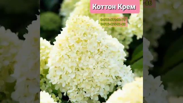 "КОТТОН КРЕМ" Гортензия Метельчатая смотреть онлайн