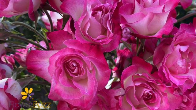 Spray Rose Milky Way смотреть онлайн