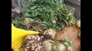 Уборка и хранение  корневого сельдерея"ДИАМАНТ"