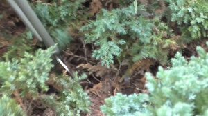 Из можжевельника за 300$ делаем ниваки за 2000$ Стрижка можжевельника. Идея для сада.