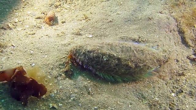 UNDERWATER WINTER FOOTAGE Horse mackerel/ Crabs/ Sea mouse and more... смотреть онлайн