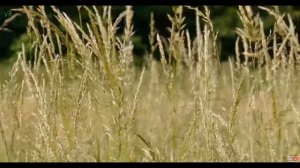 Клип Мы Работники Села, Механизаторы!