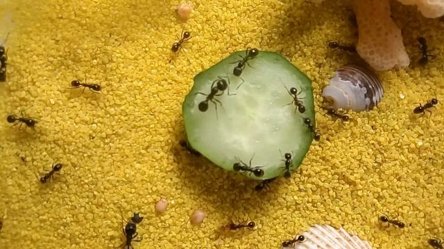 Жнецы//Огурец//Каникулярия смотреть онлайн