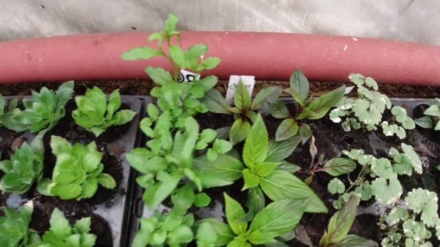 Займёмся БОНАНЗОЙ,или одними тюльпанами сыт не будешь смотреть онлайн