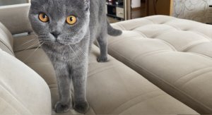 Как РАЗВЛЕЧЬ КОТА // ЕСЛИ КОТИК ЗАГРУСТИЛ