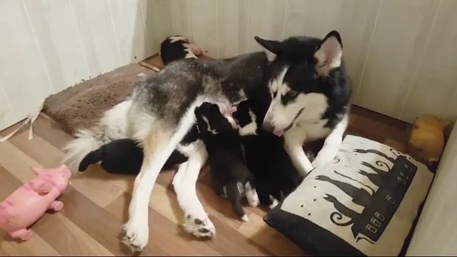 Хасята Первый День Видят Мир смотреть онлайн
