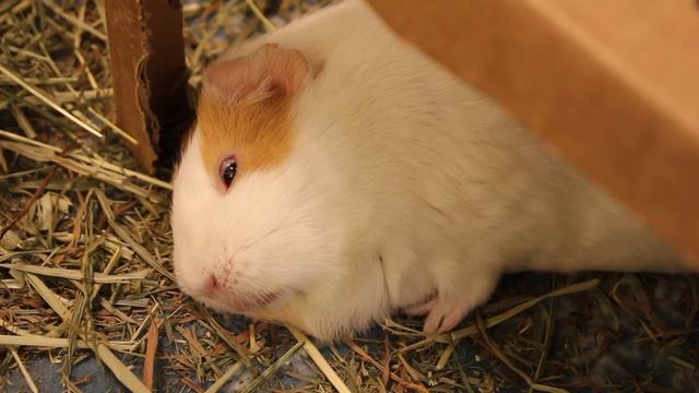 Crazy guinea pig eye twitching | REM sleep with eyes open смотреть онлайн