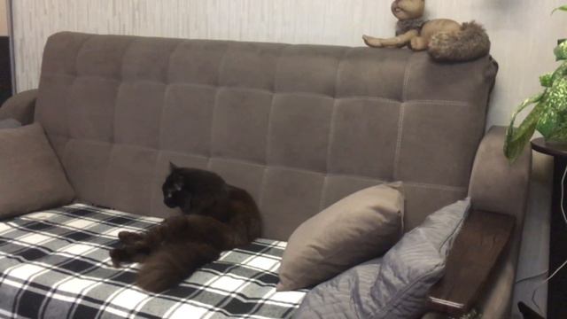 Мои питомцы. Борьба за место на диване. Кот и кошка. смотреть онлайн