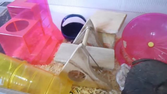 Hamster Playground (All) смотреть онлайн