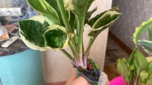 Обзор заказа сортов хост из питомника Хуторок