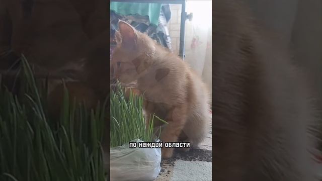 ЛАПЫ КОШЕК. 7 ОСОБЕННОСТЕЙ КОШАЧЬИХ ЛАП #shorts #cat #кот #animals #funny #лапы смотреть онлайн