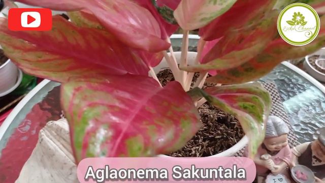 Aglaonema Sakuntala